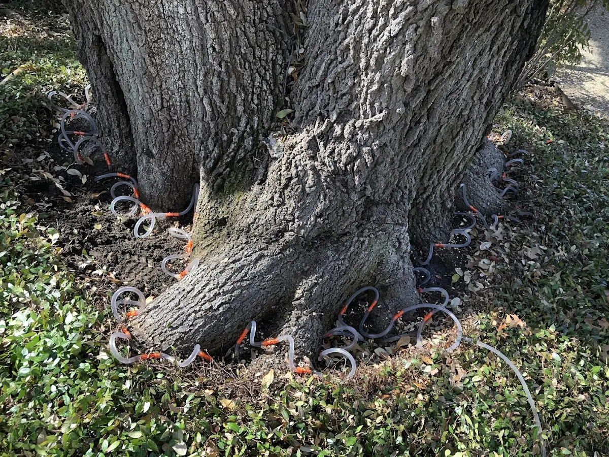 Detailed Tree Cabling and Bracing job site in Shidler