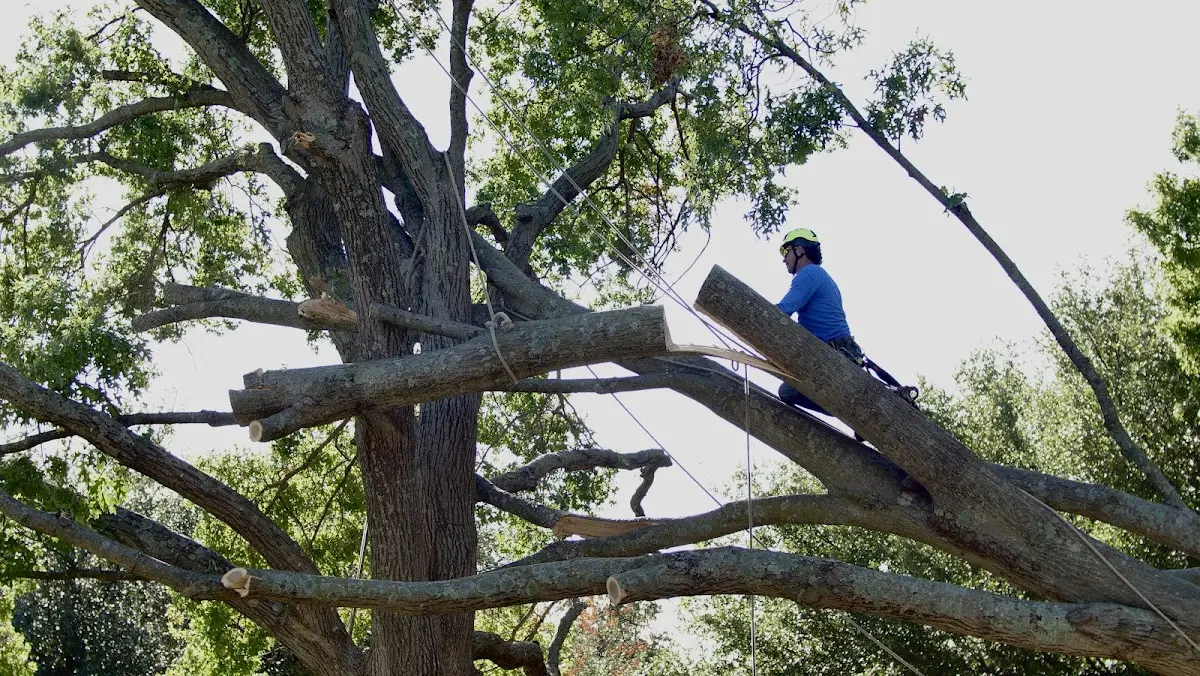 Professional Hazardous Tree Removal performed by certified arborists in Shidler